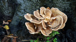 DSC00533.thumb.JPG.944aeb6faf9586cd54a59ad8794b6c77.JPG