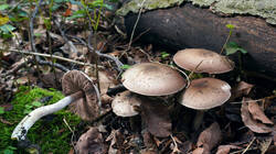 DSC00536.thumb.JPG.7ed840a45b017043e46f01ba7b46ce8f.JPG