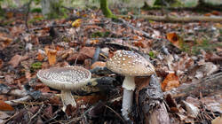 DSC00563.thumb.JPG.4954e03d255ab69d2d7089bfa48b8323.JPG