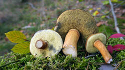 DSC00567.thumb.JPG.fb7be59ca90679240db5809180ee4bf9.JPG