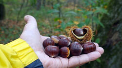 DSC00580.thumb.JPG.341ac9a934af9c1ea311db7500ed83d8.JPG