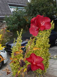 DSC00624.thumb.JPG.bb590d20b8b5261c72f8e04cb2a883dd.JPG