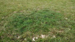 DSC00663.thumb.JPG.788301247520824a426e292164dd65ca.JPG