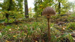DSC00683.thumb.JPG.67d998c65d6f18d28b0626137a6165bb.JPG