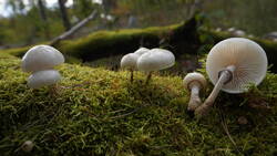 DSC00689.thumb.JPG.7af991b7f200c6e14220d1f45f7c159a.JPG