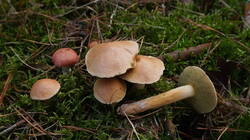 DSC00701.thumb.JPG.926853a926d3f14f4c0c2ca43cbe0af9.JPG