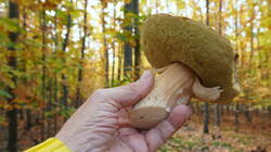 DSC00704.thumb.JPG.015b33813b526bf27291d0c1c97114ab.JPG