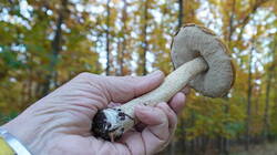 DSC00712.thumb.JPG.640d7eafe0f28495f16d486f937cde66.JPG