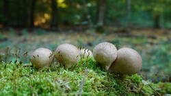 DSC00715.thumb.JPG.167d96ae8d8bf72d863edfe0c85f8c1c.JPG