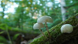 DSC00716.thumb.JPG.7f50c2d506ed9741a9b29a8530d98721.JPG