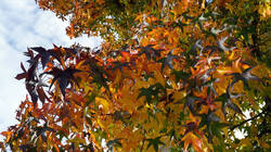 DSC00813.thumb.JPG.0630e021c5501c2b9d903229a2c6f91a.JPG