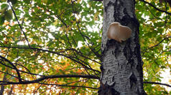 DSC00825.thumb.JPG.14aab82946debe4097b6ee86a7b74fea.JPG