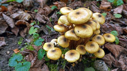 DSC00841.thumb.JPG.b5a53f8a064ce0ea0c29613984d9d5f8.JPG