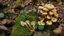 DSC00843.thumb.JPG.5b79538c27ccb1c1dddc37e7ed4e7b11.JPG