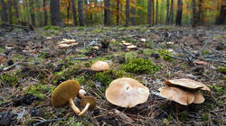 DSC00849.thumb.JPG.6597c61fcf5779d2a186358f47242b9e.JPG