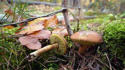 DSC00858.thumb.JPG.8b1db055b6800db47c88fe67bda21786.JPG