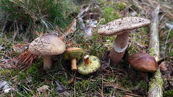 DSC00863.thumb.JPG.a65510e5439eebda3b3905b9fdf74fbd.JPG
