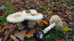 DSC00880.thumb.JPG.bb95cc448d665f05a8fdb58dbb65fab1.JPG