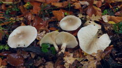 DSC00894.thumb.JPG.bdc640f89913cb1505820268f50f0d34.JPG