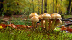 DSC00908.thumb.JPG.6770f10163f8a6902954f44aa01eed65.JPG