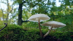 DSC00924.thumb.JPG.3e7e0453edb8cbbc573e91f90fe4fd09.JPG