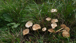 DSC00941.thumb.JPG.0c8cfab4231d2eb43f3bff39c0ee057e.JPG