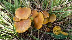 DSC00950.thumb.JPG.efbc60cea799237e9419af9032a38cc7.JPG