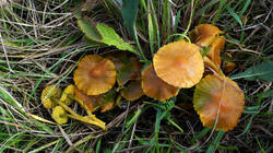 DSC00959.thumb.JPG.8183d78a935276cdd0384c9a2b9eab8c.JPG