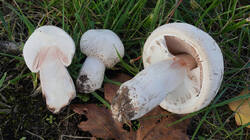 DSC00975.thumb.JPG.3146520e24680016c1e5ccb4b33b86b8.JPG