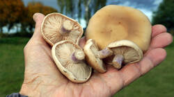 DSC01005.thumb.JPG.f0c4f9026558b5929f9eabd1a0d9a908.JPG