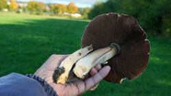 DSC01017.thumb.JPG.dabd874ef839e6168b1caa0b7da71c16.JPG