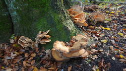 DSC01020.thumb.JPG.822ed010664071ee5f8c538cf38fc91e.JPG