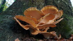 DSC01026.thumb.JPG.e5430c4d7b9bda687d20318c56df029b.JPG