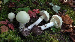 DSC02704.thumb.JPG.b739c776d98422461111adcac7a4fe8a.JPG