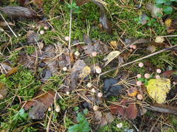 DSC06045.thumb.JPG.1ae0ac2f307fd79fe191be103a67cd1f.JPG