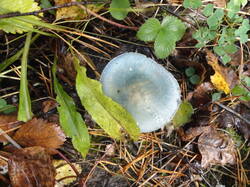 DSC06054.thumb.JPG.044dffcfa9b9c4d3496594d227761c5d.JPG