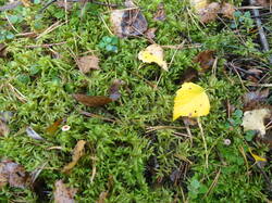 DSC06058.thumb.JPG.d1a02abdd481780dcda1ade9c5de2c67.JPG