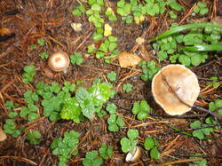 DSC06102.thumb.JPG.fa911335de436558a7134556568672f9.JPG