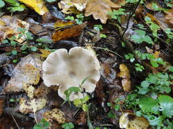 DSC06110.thumb.JPG.8858dfe5b1c82589c22476414d8101e9.JPG