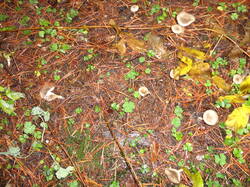 DSC06111.thumb.JPG.a16c3a7f3737addf3d0a4fe214e29cab.JPG