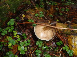 DSC06112.thumb.JPG.e09c3ca7687e2d851baa9be194a6fd59.JPG