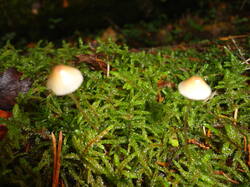 DSC06116.thumb.JPG.1c61f74ff163bea13c07937cb055fbda.JPG