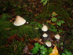 DSC06117.thumb.JPG.a4e46945d291a8d12535c19cbfb74f0a.JPG