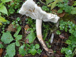 DSC06123.thumb.JPG.07f77398bcc96bd165fec44a1b86d997.JPG