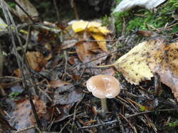 DSC06124.thumb.JPG.cb931810b1b8a2ff4ac8e9d9b66fb1e5.JPG
