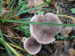 DSC06125.thumb.JPG.7d846d66a35e25a46fc2436dbe20739e.JPG