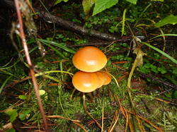 DSC06133.thumb.JPG.0f540c6bf4d5aa525463fee521439c30.JPG