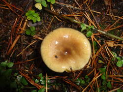 DSC06134.thumb.JPG.962022e13360f7f00abb66c90f2bcfb3.JPG