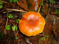 DSC06137.thumb.JPG.34c4f6332c1883c13755be4a594ce172.JPG