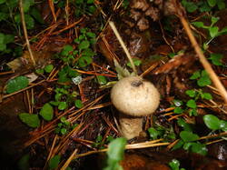 DSC06138.thumb.JPG.961bec28e9c7748b2ceeffee9b46e5de.JPG